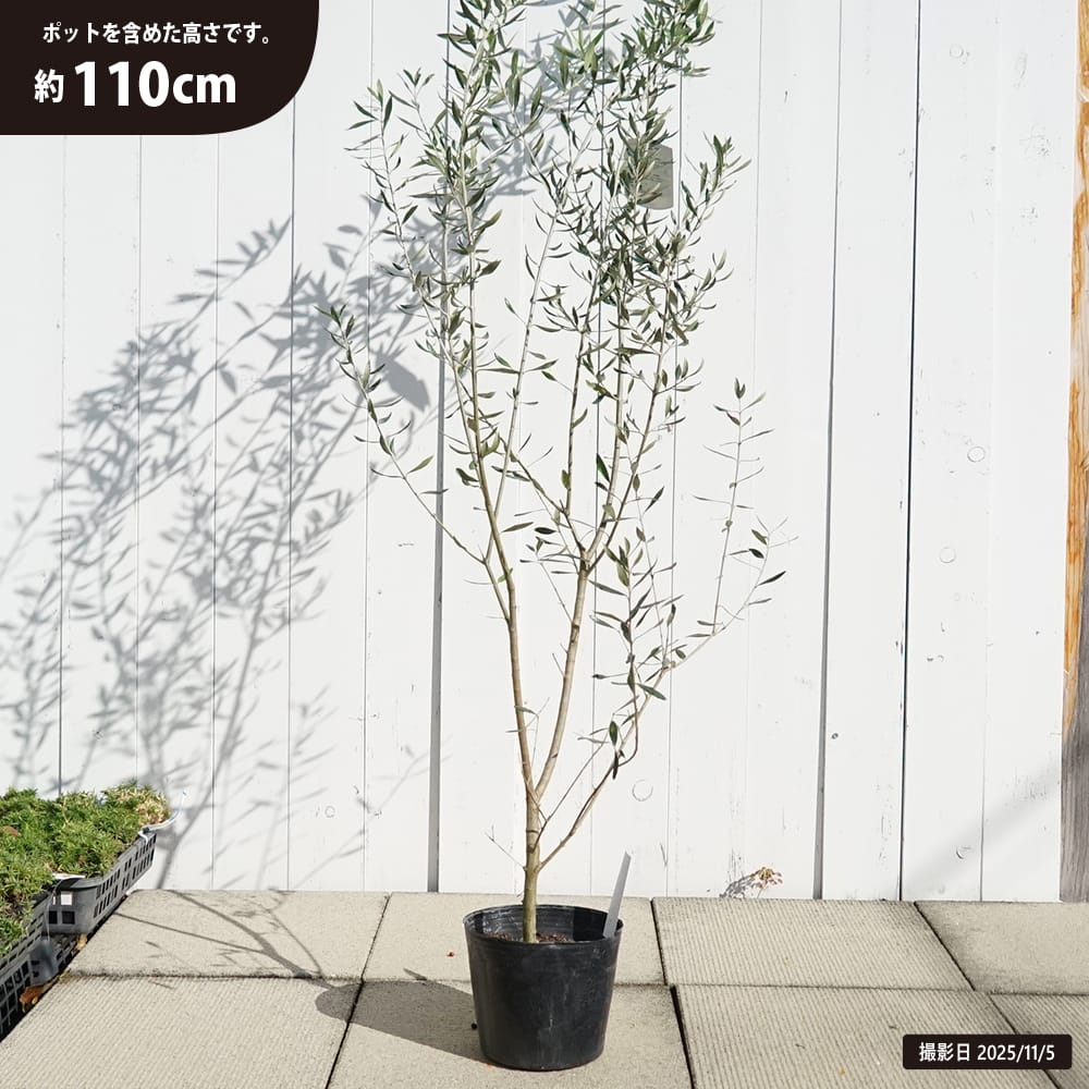 オリーブ エルグレコ 苗 販売 苗木部 By 花ひろばオンライン