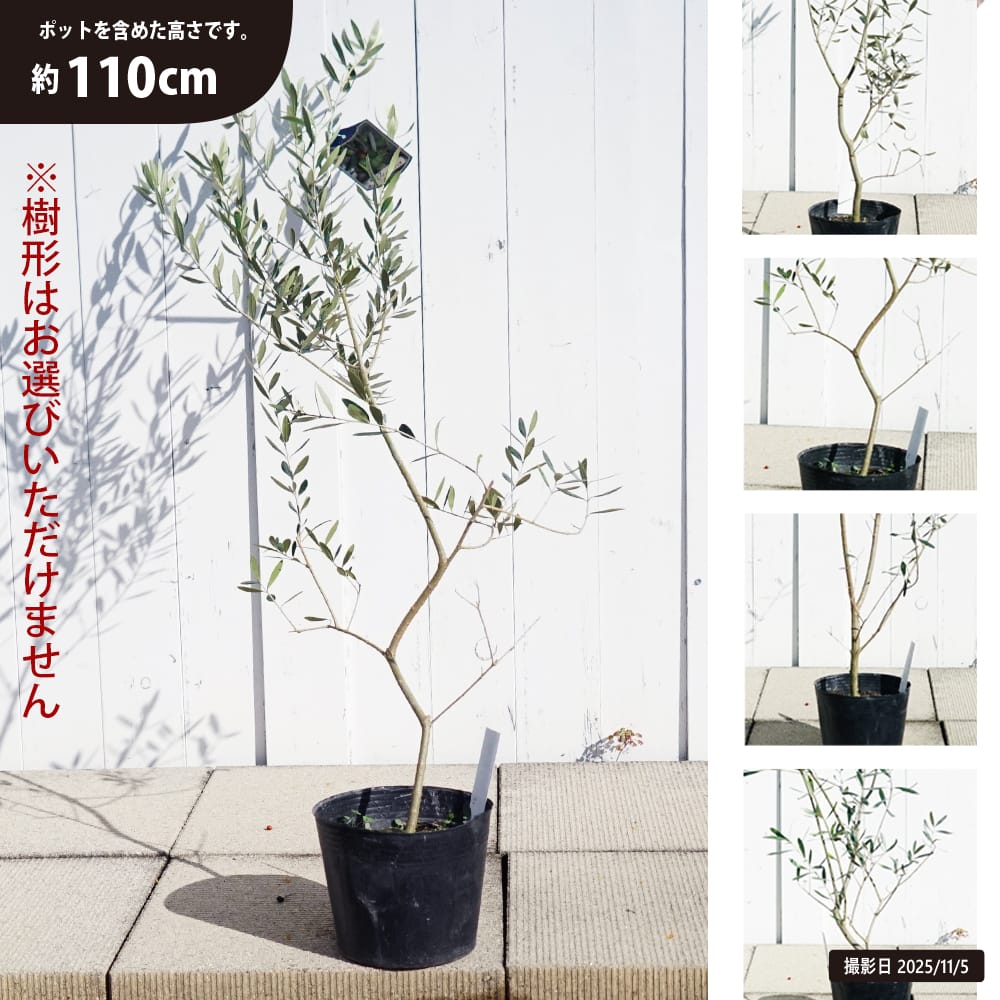 オリーブ ネバディエロブロンコ 苗 通販 苗木部 By 花ひろばオンライン