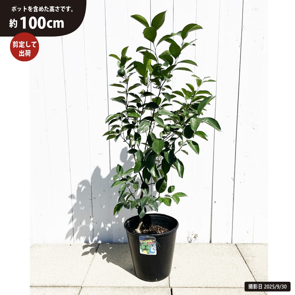 柑橘 亜熱帯性柑橘 シークワーサー 苗 通販 おすすめ 種類 苗木部