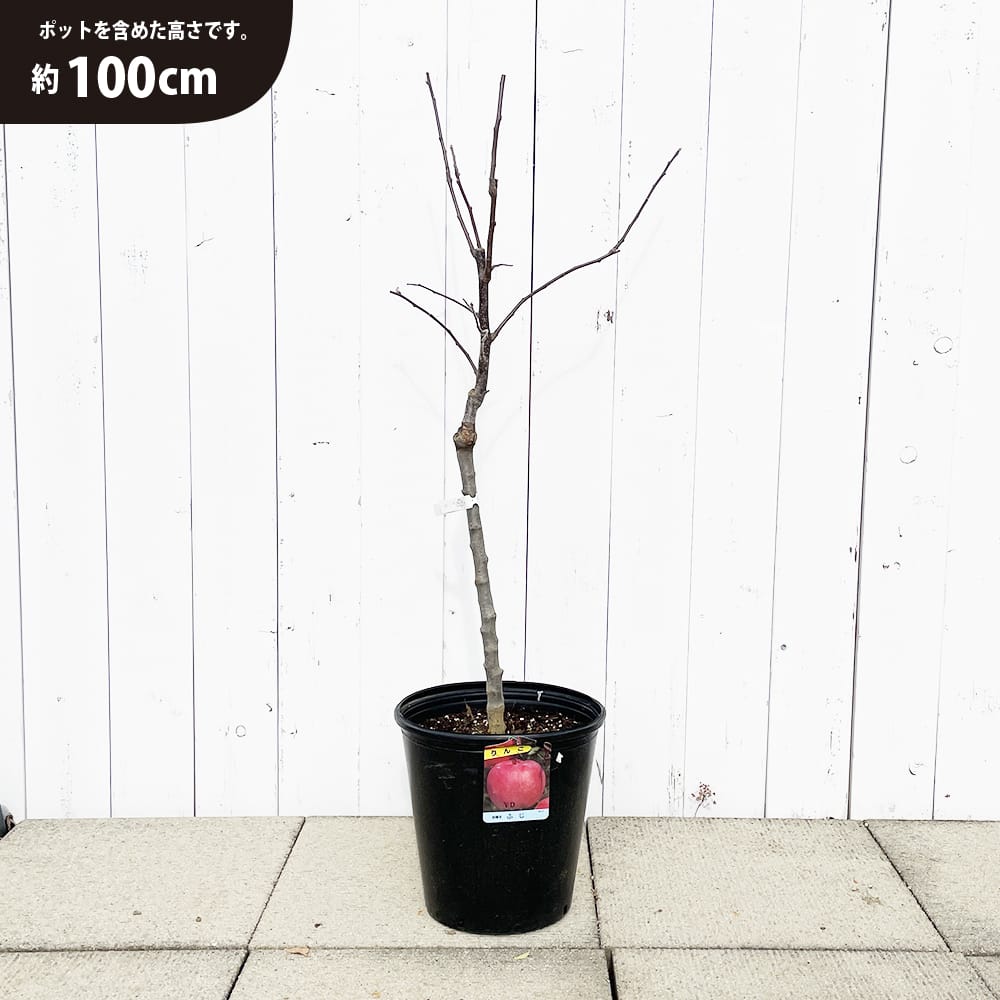 リンゴ 選抜富士 苗 植え方 苗木部 By 花ひろばオンライン