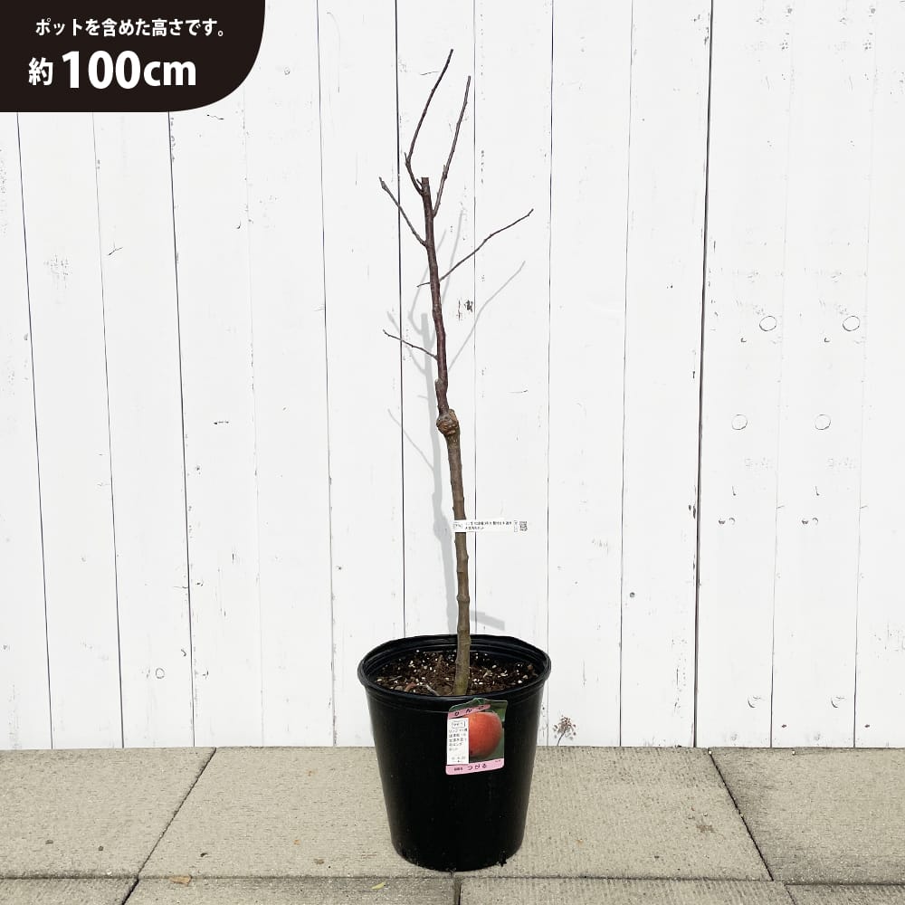 リンゴ 選抜津軽 苗 おすすめ 苗木部 By 花ひろばオンライン