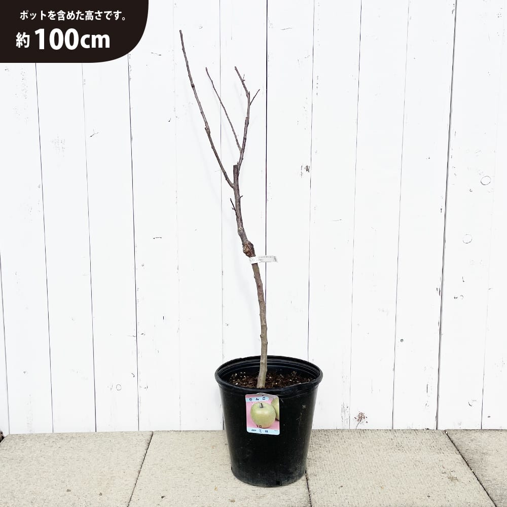 リンゴ 選抜王林 苗 育て方 苗木部 By 花ひろばオンライン