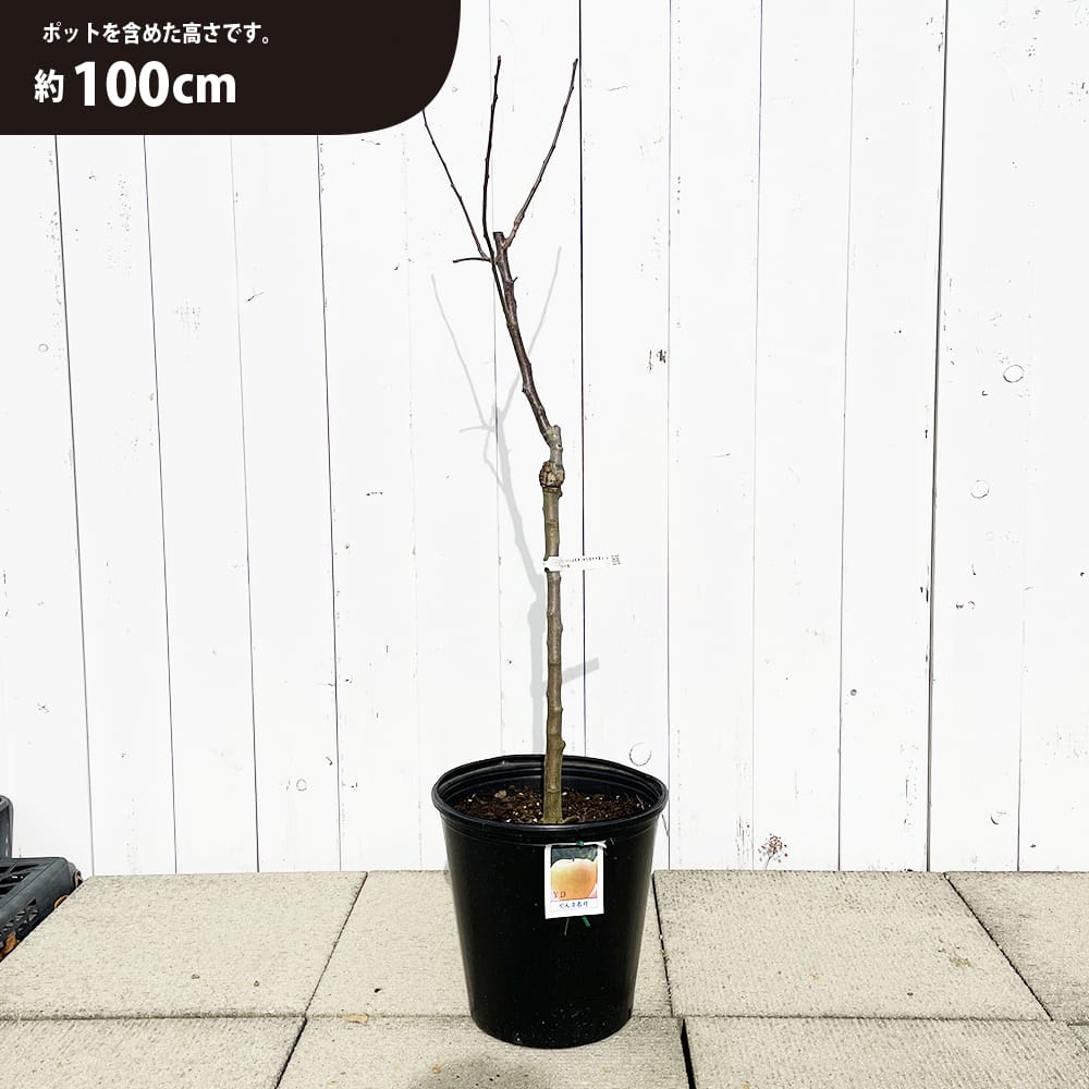 リンゴ ぐんま名月 苗 植え時期 苗木部 By 花ひろばオンライン