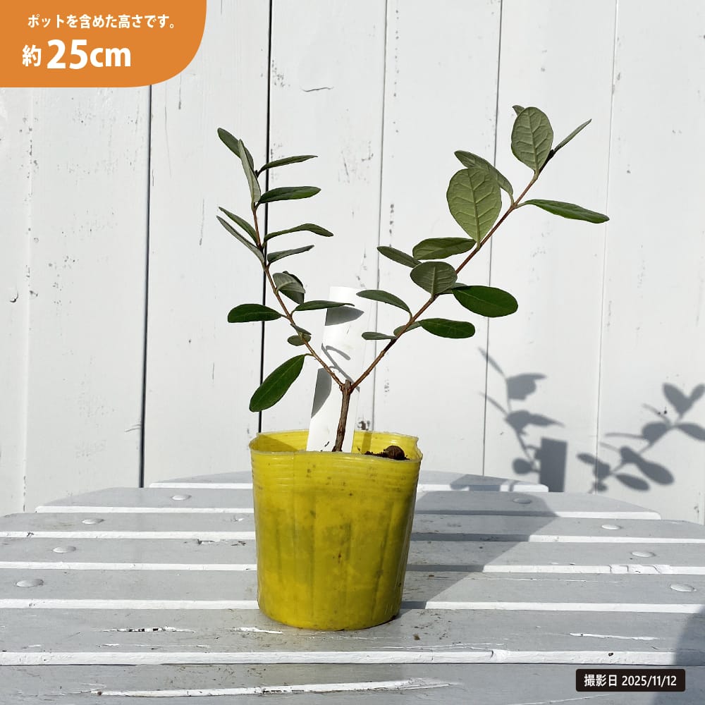 フェイジョア ユニーク 苗 販売 苗木部 By 花ひろばオンライン