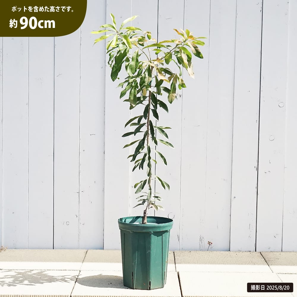 ヤマモモ メス 十六桃 苗 おすすめ 苗木部 By 花ひろばオンライン