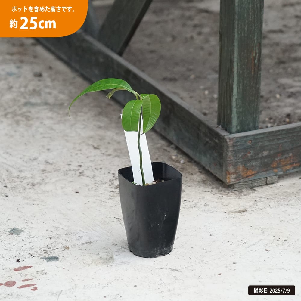 プラムマンゴー プラムマンゴー 苗 販売 苗木部 By 花ひろばオンライン