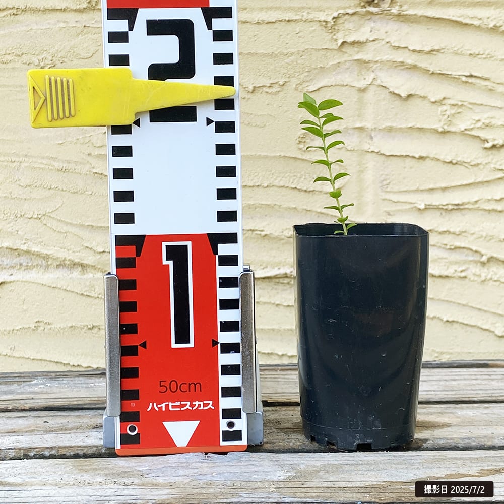 ジャボチカバ パストラ 苗 販売 苗木部 By 花ひろばオンライン