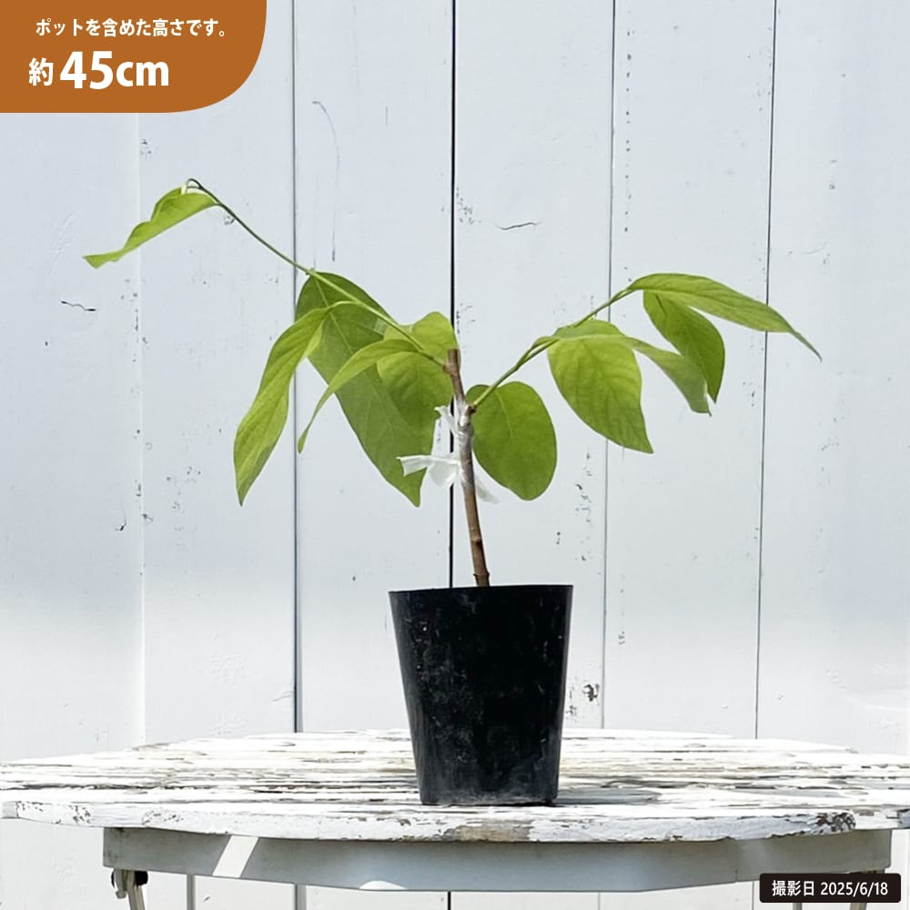 アテモヤ 台湾ジャイアント 苗 販売 苗木部 By 花ひろばオンライン