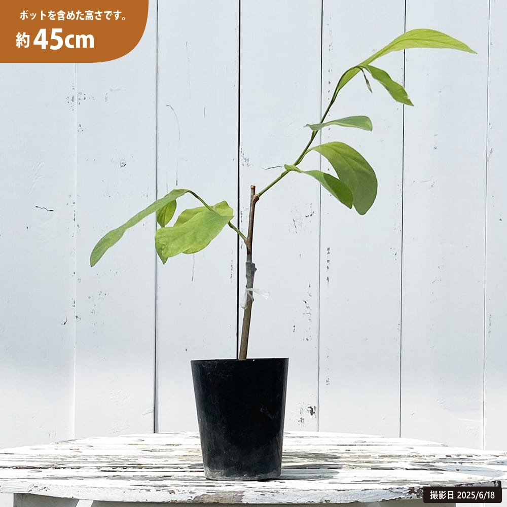 アテモヤ ピンクマンモス 苗 通販 苗木部 By 花ひろばオンライン