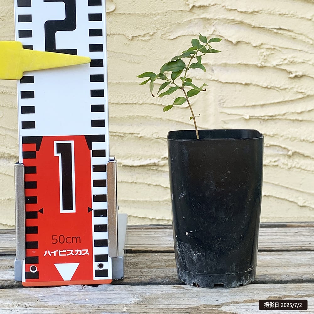 コレクション12 苗 販売 苗木部 By 花ひろばオンライン