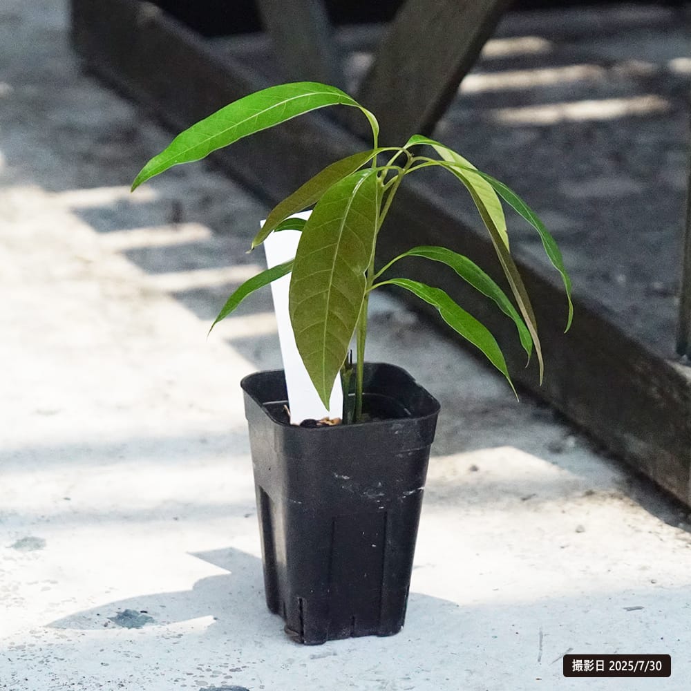 マンゴー バオマンゴー 苗 販売 苗木部 By 花ひろばオンライン