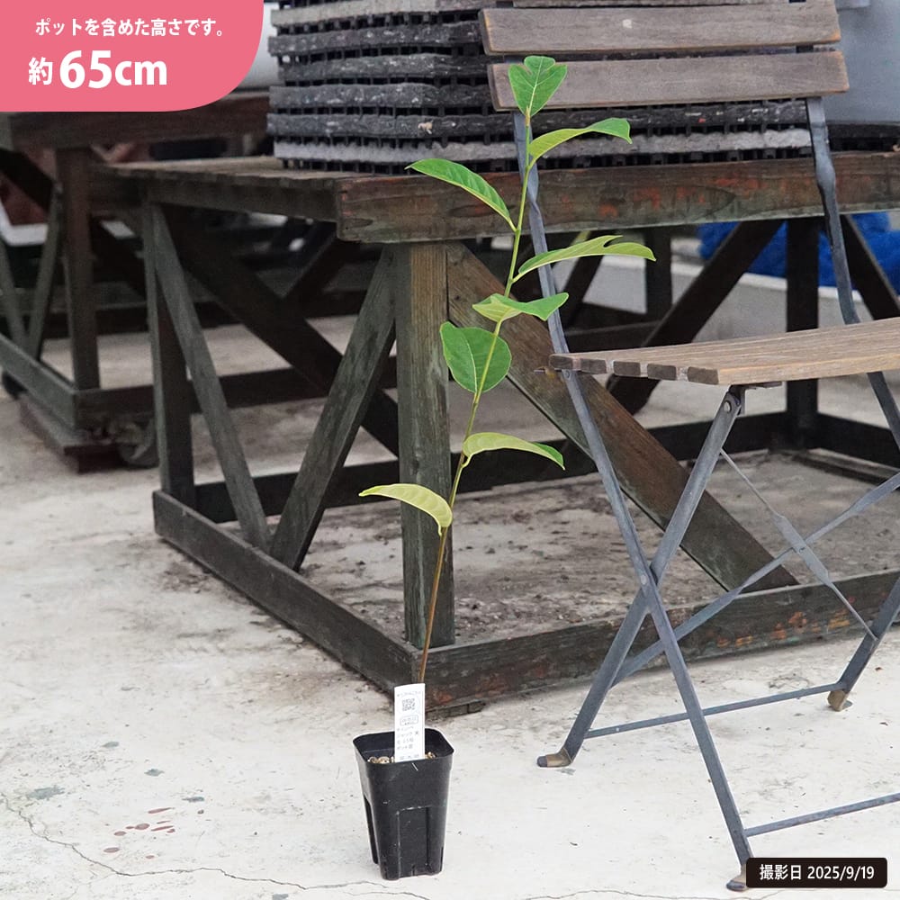 チェンペジャック 苗 販売 苗木部 By 花ひろばオンライン