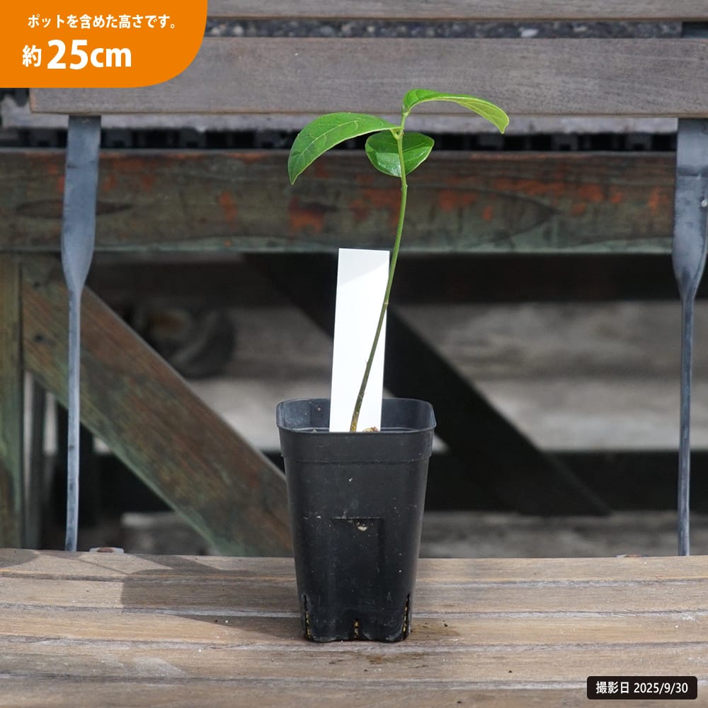 ジャックフルーツ ブラックゴールド 苗 販売 苗木部 By 花ひろばオンライン