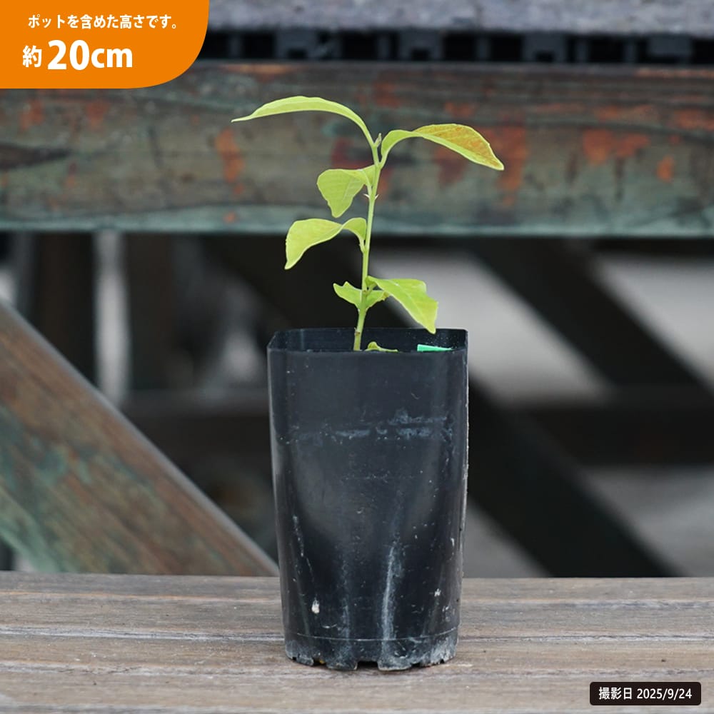 スイートタマラン 苗 販売 苗木部 By 花ひろばオンライン