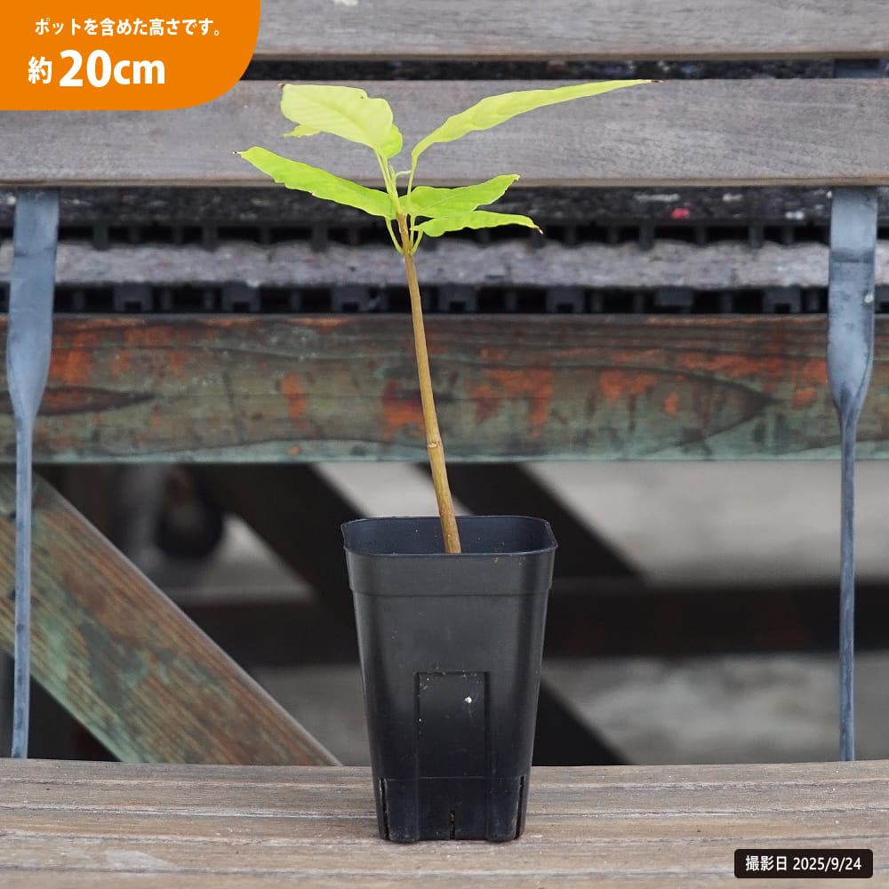 カカオ トリニタリオ種 オバリータ ロサ 苗 販売 苗木部 By 花ひろば