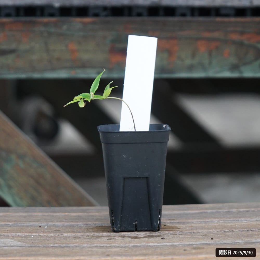 ジャボチカバ カブノブランコ 苗 販売 苗木部 By 花ひろばオンライン