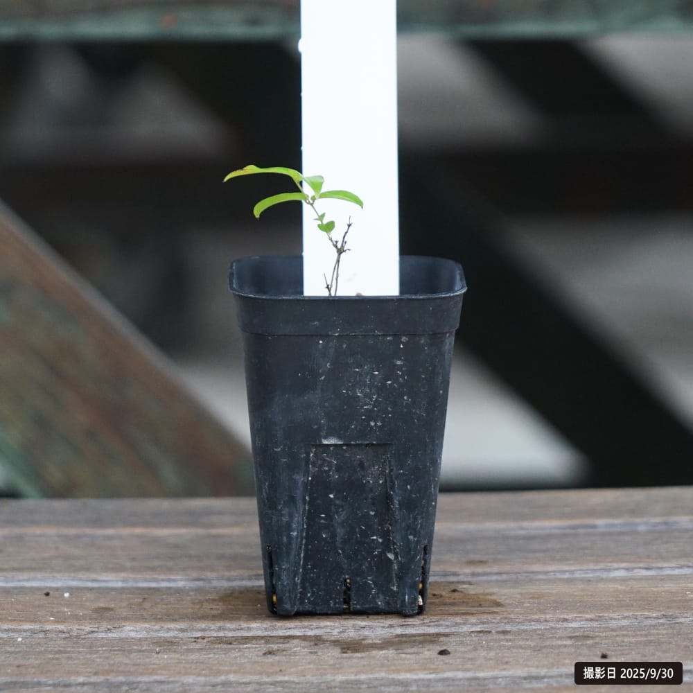 ジャボチカバ カビノ デ リメイラ 苗 販売 苗木部 By 花ひろばオンライン