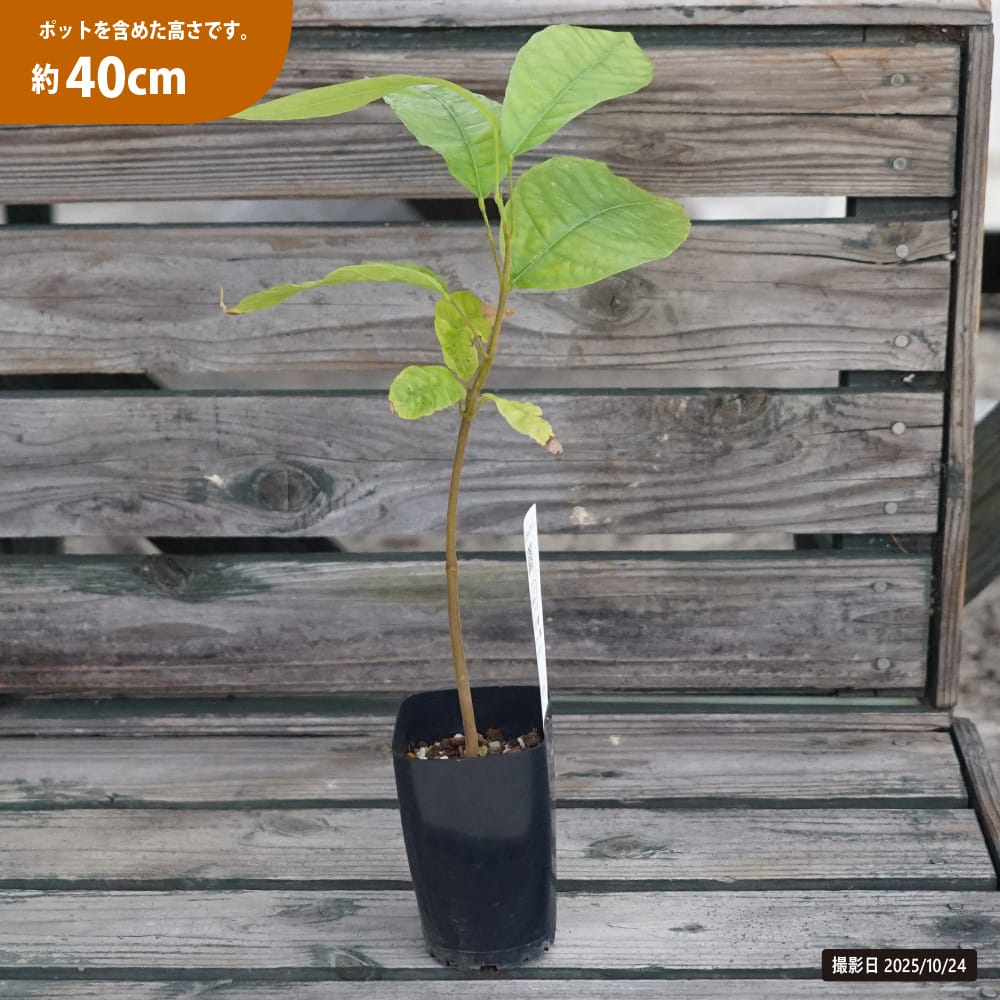 カカオ トリニタリオ種 イエロー 苗 販売 苗木部 By 花ひろばオンライン