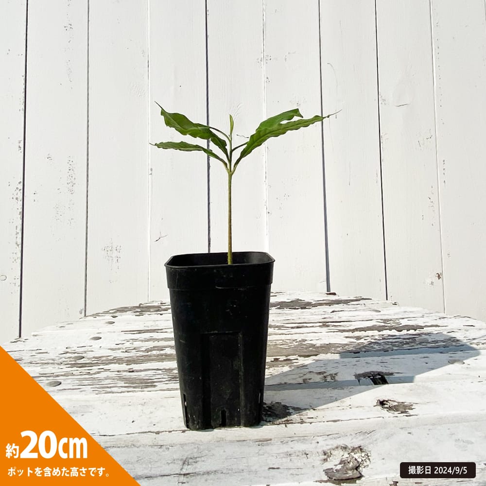 アビウ ジャイアント ゴールデン 苗 販売 苗木部 By 花ひろばオンライン