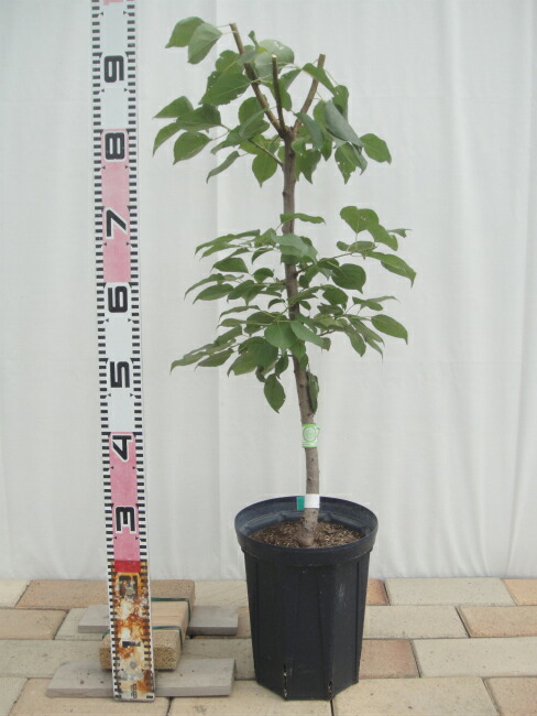 プラム・スモモ 大石早生 苗 通販 苗木部 By 花ひろばオンライン