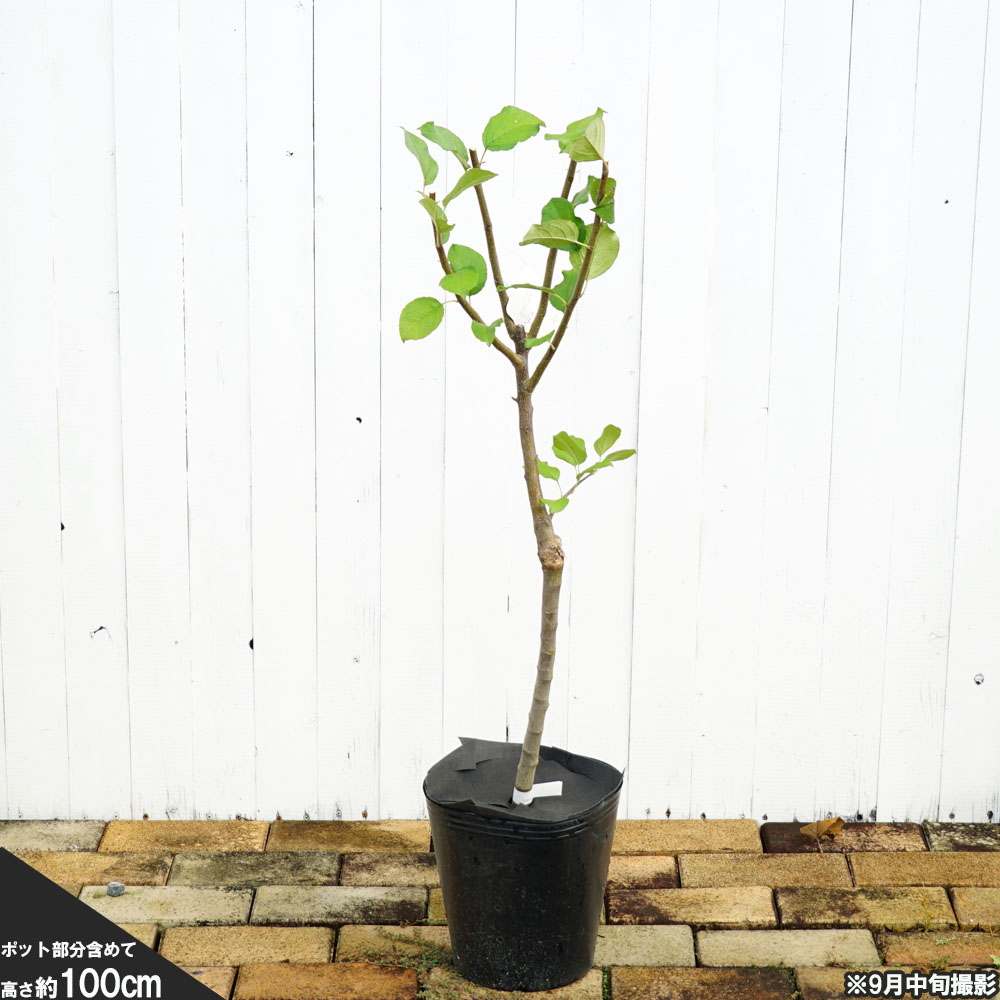 リンゴ 選抜津軽 苗 育て方 苗木部 By 花ひろばオンライン