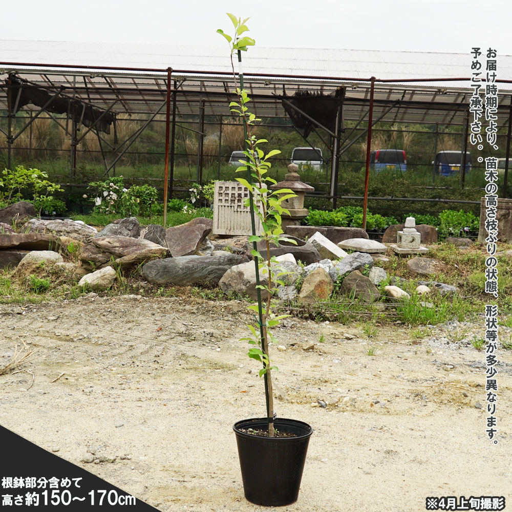 リンゴ 選抜王林 苗 鉢植え 苗木部 By 花ひろばオンライン