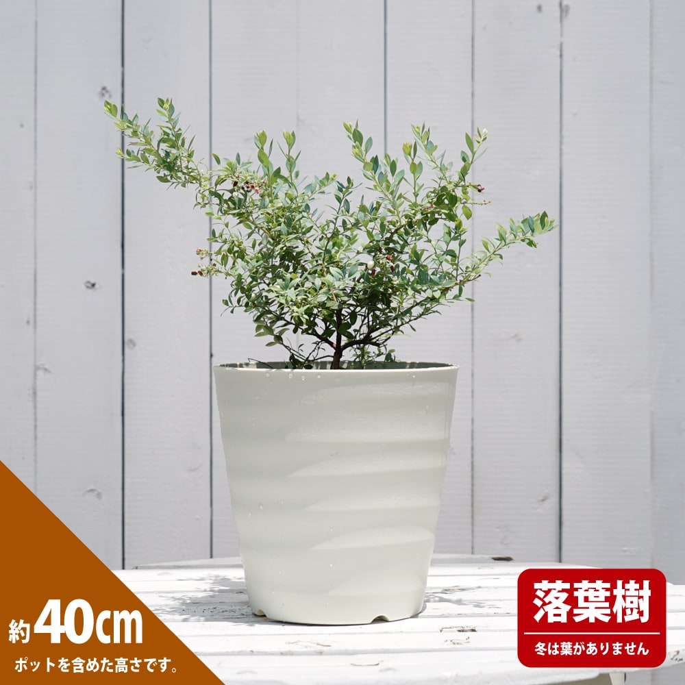 ブルーベリー プリティ 2