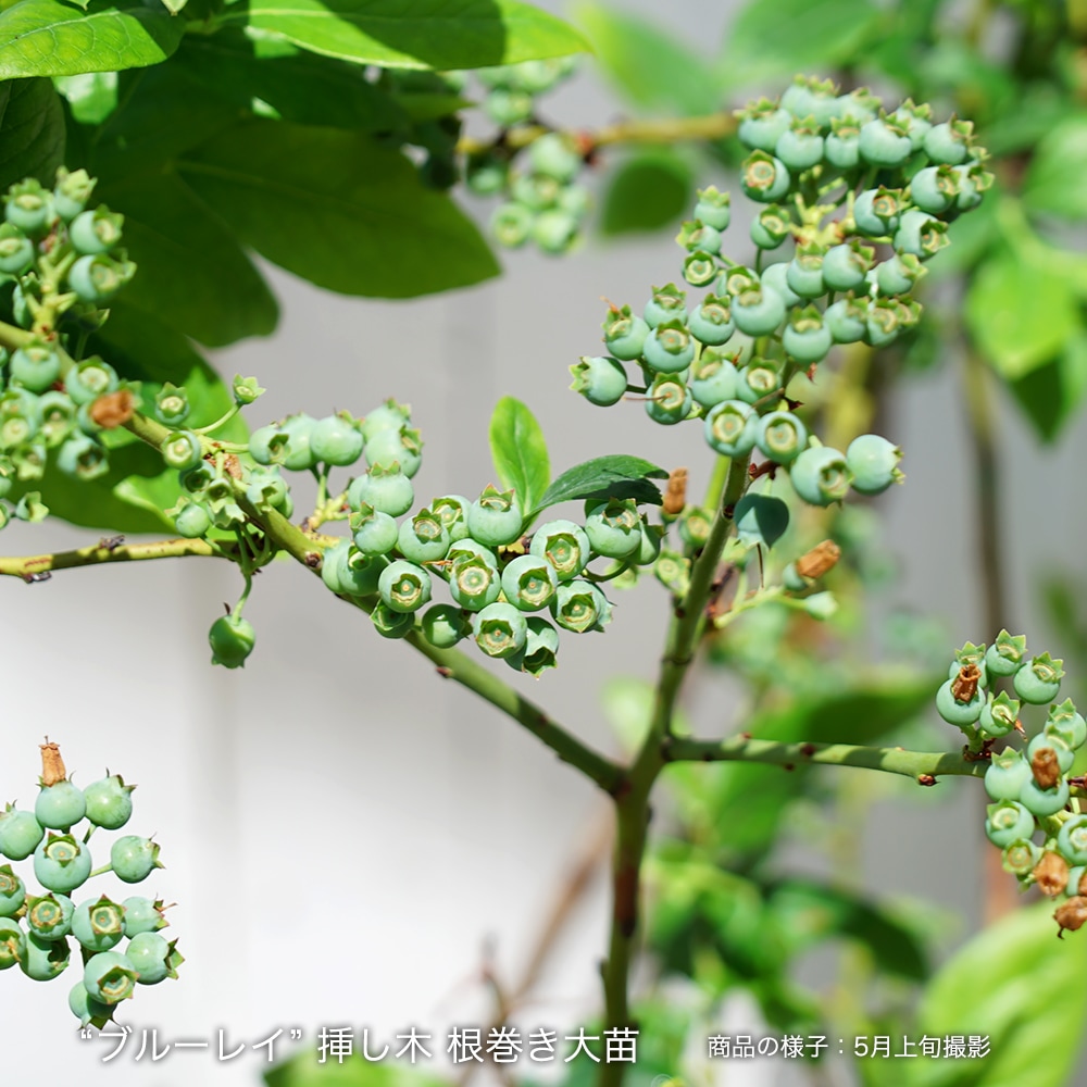 ブルーベリー ブルーレイ 2