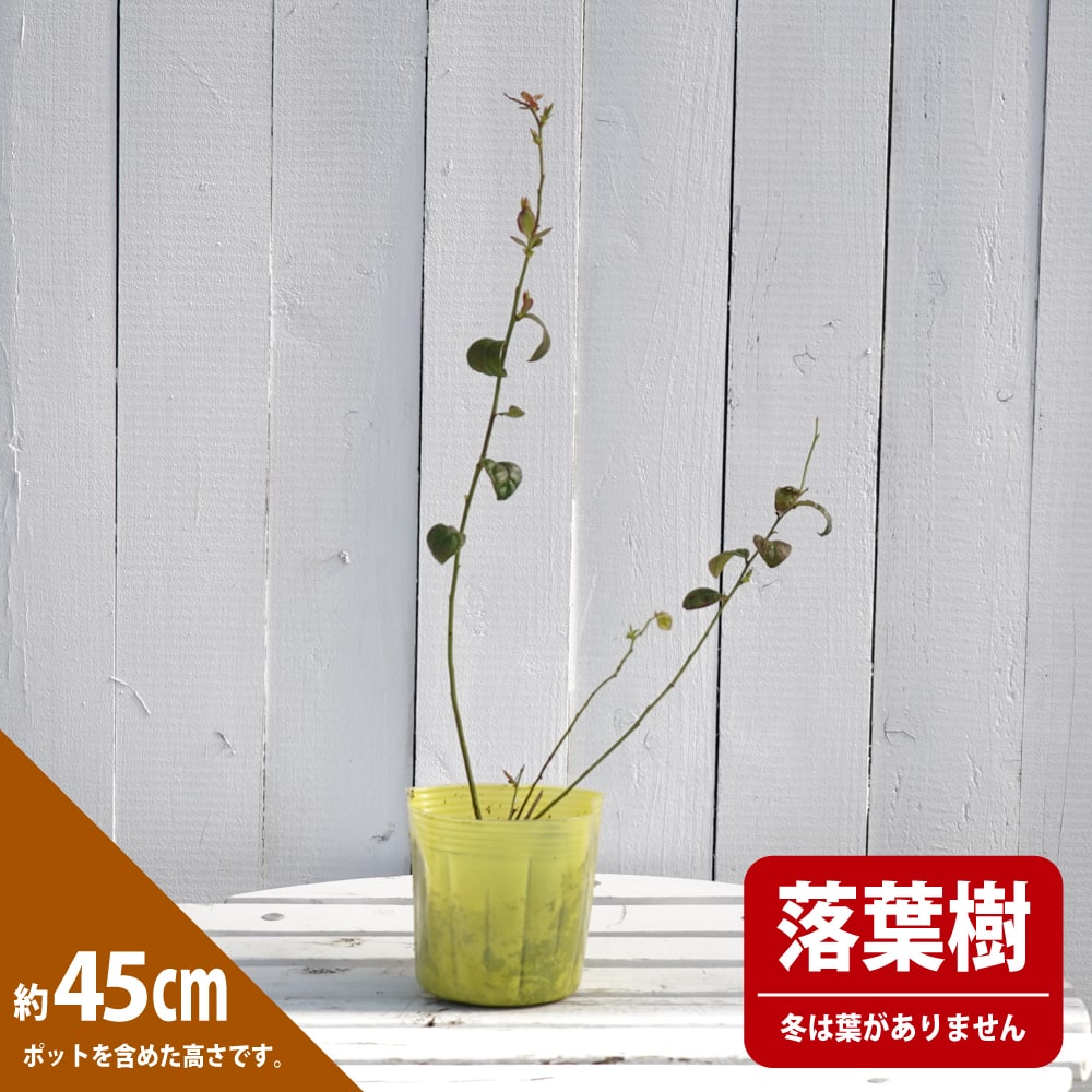 ブルーベリー オニール 2