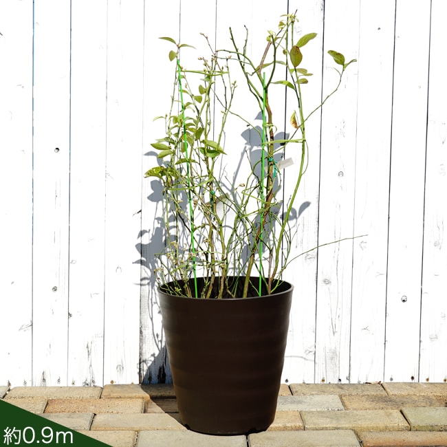 ブルーベリー ラビットアイ系 アベックブルーベリー 2種植え 苗 販売
