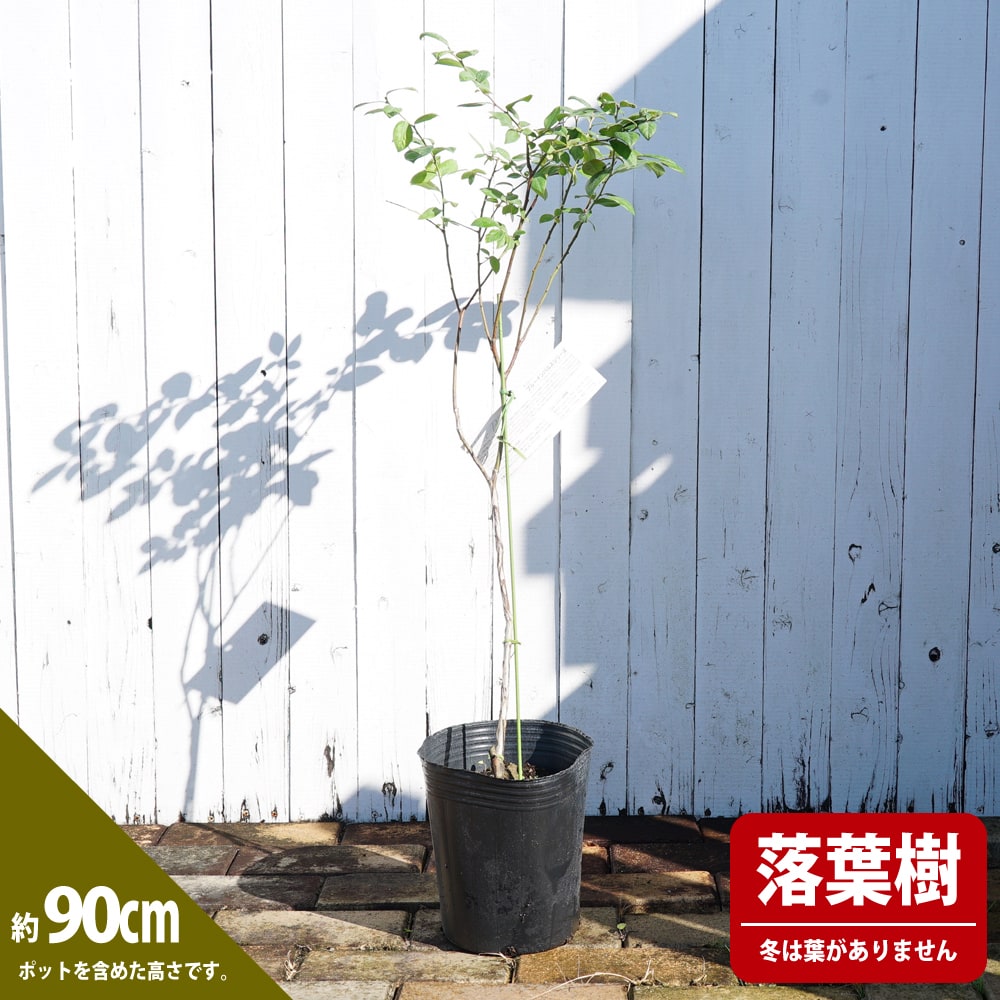 ブルーベリー ノーザンハイブッシュ系 スイートハート 苗 通販 苗木部