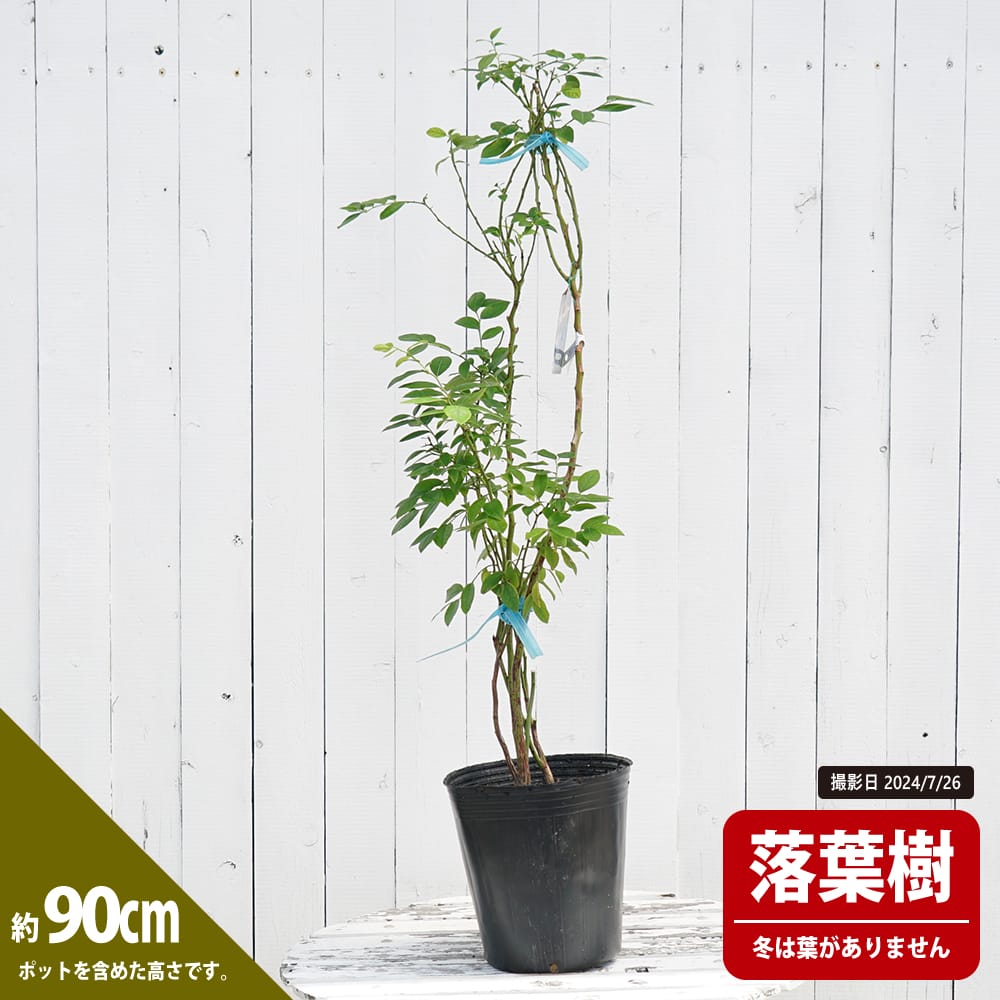 ブルーベリー ノーザンハイブッシュ系 ランコーカス 苗 販売 苗木部