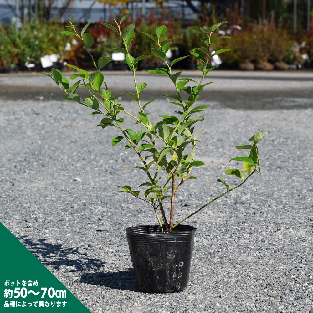 ブルーベリー ノーザンハイブッシュ系 デニース 苗 育て方 苗木部