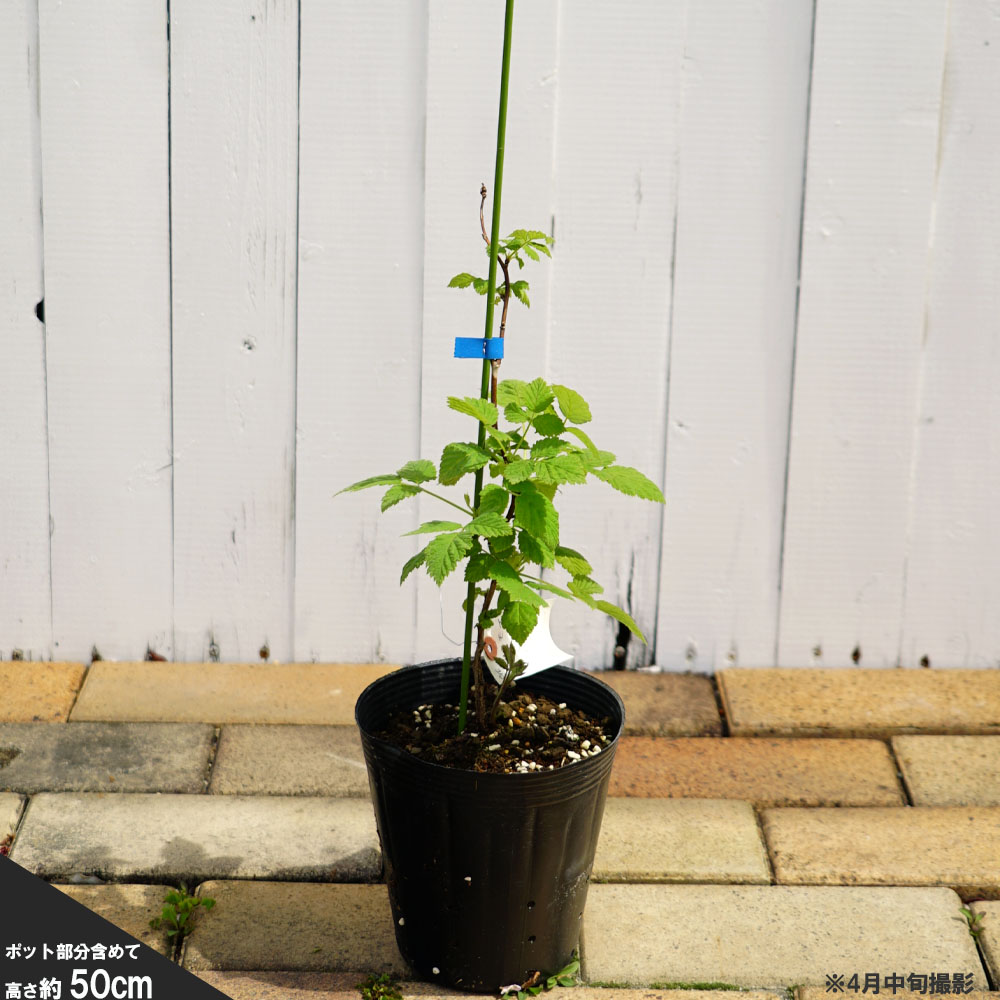 ブラックベリー トリプルクラウン 苗 販売 苗木部 By 花ひろばオンライン