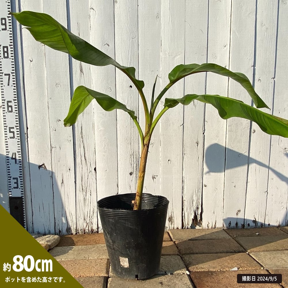 バナナ ブルーバーミーズ 