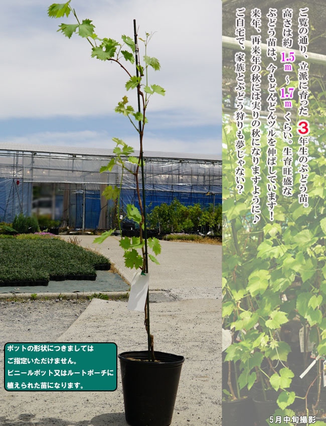 ブドウ 欧州系2倍体 瀬戸ジャイアンツ 苗 通販 苗木部 By 花ひろば