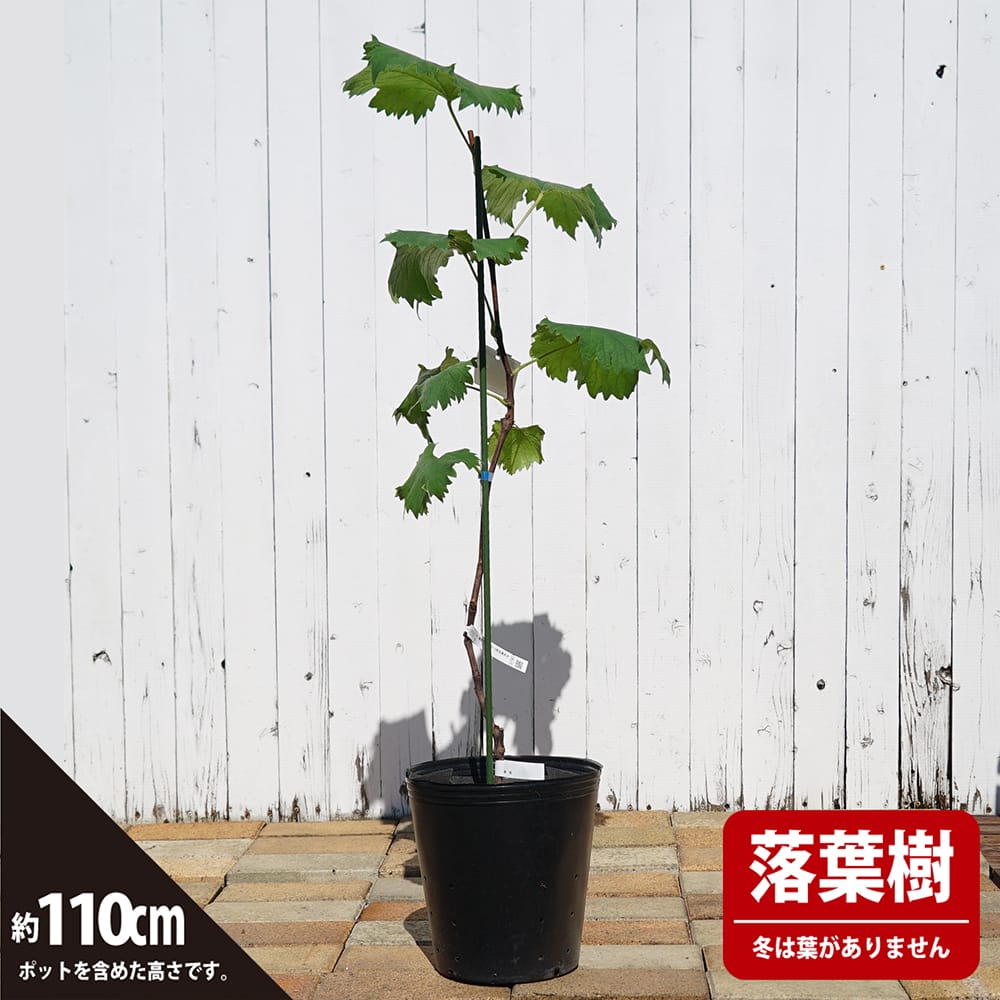 ブドウ 欧米雑種2倍体 天晴の通販 おすすめ 苗木部 By 花ひろばオンライン