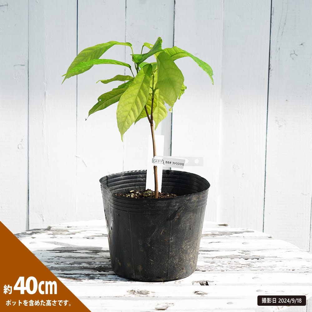 カカオ フォラステロ 苗 おすすめ 苗木部 By 花ひろばオンライン