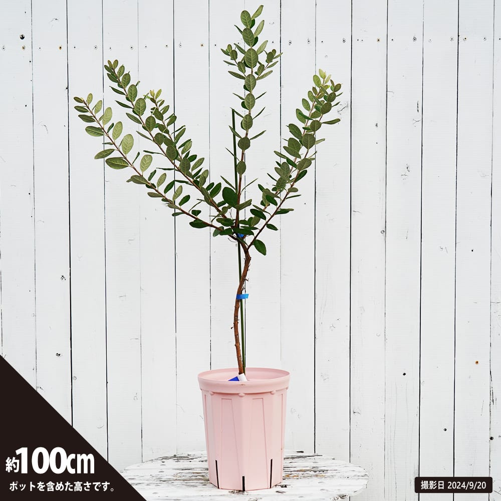 フェイジョア スイベルRユニーク 苗 通販 苗木部 By 花ひろばオンライン