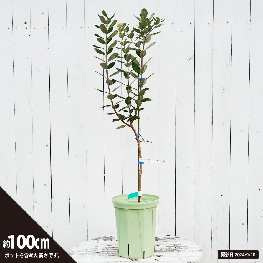 フェイジョア アポロ 苗 通販 苗木部 By 花ひろばオンライン