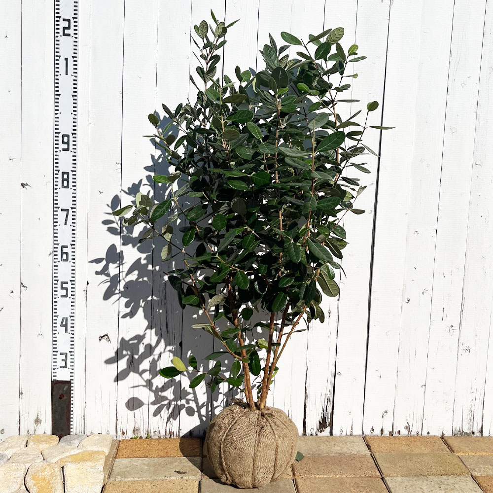 フェイジョア 苗 通販 苗木部 By 花ひろばオンライン