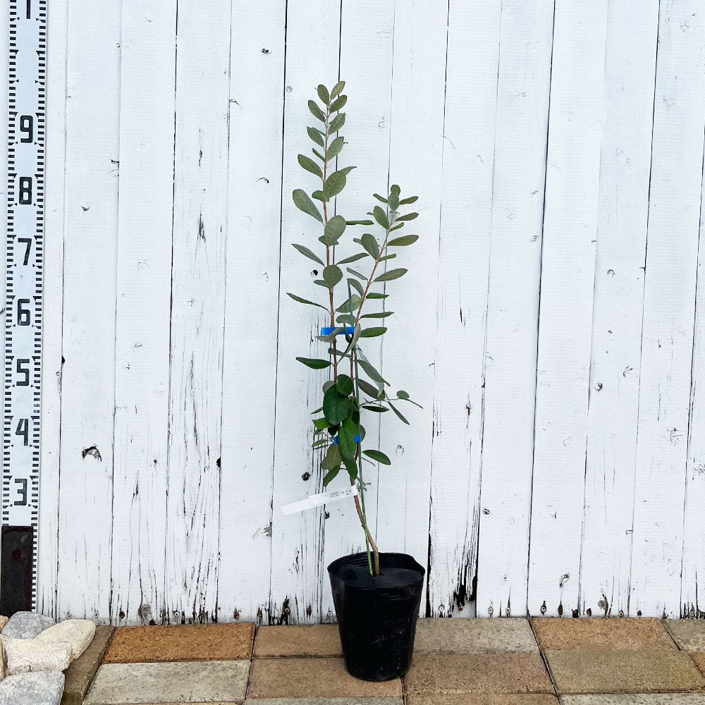 フェイジョア ユニーク 苗 通販 苗木部 By 花ひろばオンライン