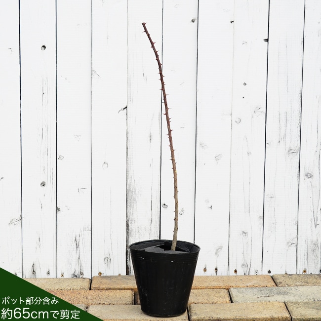 葉サンショウ 苗 販売 苗木部 By 花ひろばオンライン