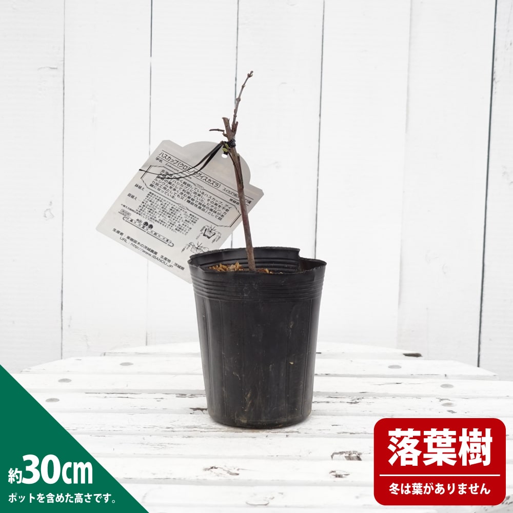 ハスカップ 大実ハスカップ 苗 販売 苗木部 By 花ひろばオンライン