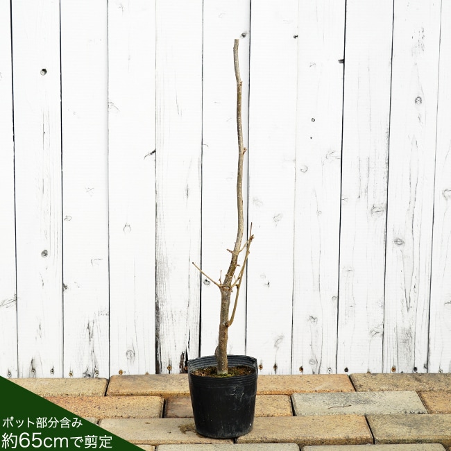 ヘーゼルナッツ サカジャウェア 苗 販売 苗木部 By 花ひろばオンライン