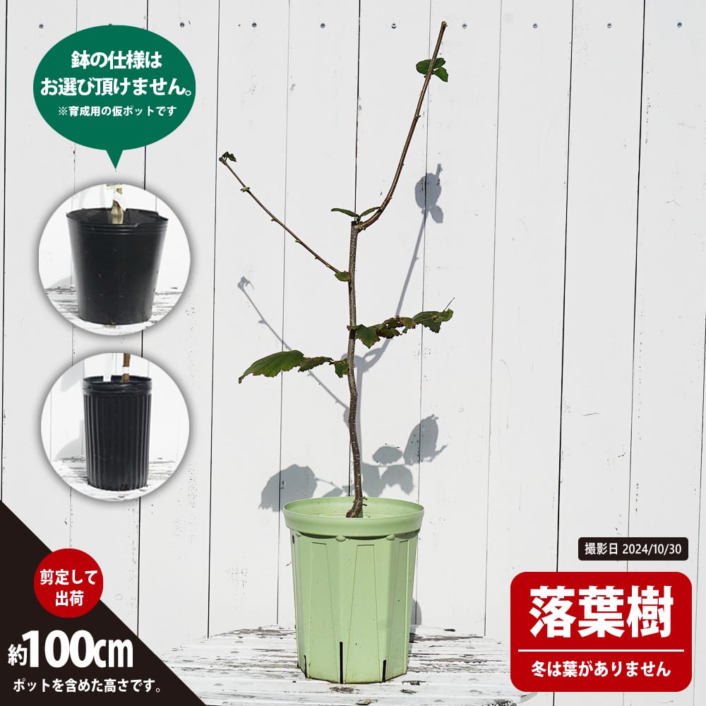 ヘーゼルナッツ ノッティンガムフルーヒェ 苗 育て方 苗木部 By 花