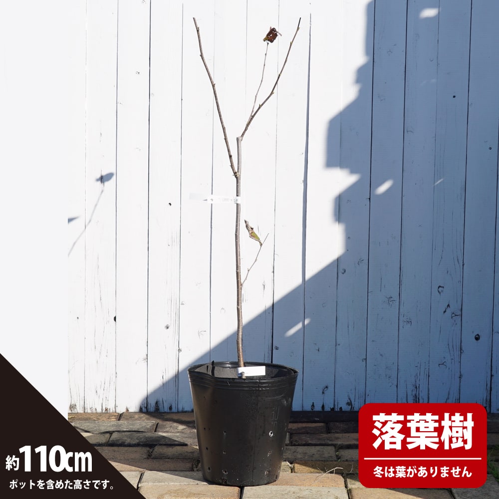 ヘーゼルナッツ サカジャウェア 苗 通販 苗木部 By 花ひろばオンライン