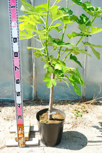 イチジク 夏秋兼用種 ホワイトゼノア 苗 おすすめ 苗木部 By 花ひろば