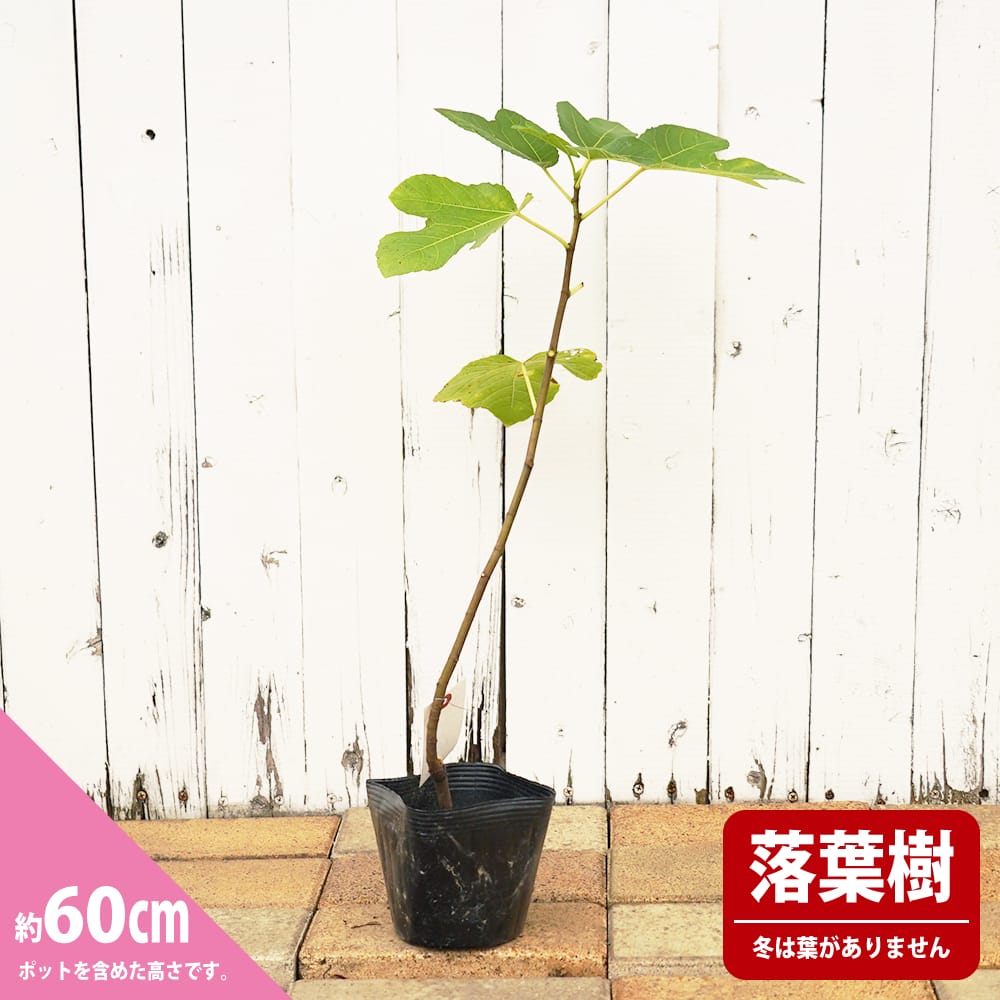 イチジク 夏秋兼用種 プレコス 苗 販売 苗木部 By 花ひろばオンライン