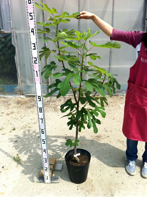 キング 夏果専用種 苗 通販 苗木部 By 花ひろばオンライン